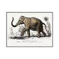 Picture of Indian Elephant _GroupedProduct_Rectangle_Landscape_Canvas_Framed_
