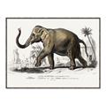 Picture of Indian Elephant _GroupedProduct_Rectangle_Landscape_Canvas_Framed_