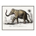 Picture of Indian Elephant _GroupedProduct_Rectangle_Landscape_Canvas_Framed_