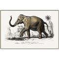 Picture of Indian Elephant _GroupedProduct_Rectangle_Landscape_Canvas_Framed_
