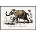 Picture of Indian Elephant _GroupedProduct_Rectangle_Landscape_Canvas_Framed_