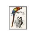 Picture of Feathered Friends _GroupedProduct_Rectangle_Portrait_Canvas_Framed_