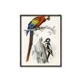 Picture of Feathered Friends _GroupedProduct_Rectangle_Portrait_Canvas_Framed_