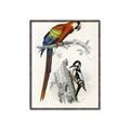 Picture of Feathered Friends _GroupedProduct_Rectangle_Portrait_Canvas_Framed_