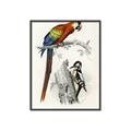 Picture of Feathered Friends _GroupedProduct_Rectangle_Portrait_Canvas_Framed_