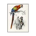 Picture of Feathered Friends _GroupedProduct_Rectangle_Portrait_Canvas_Framed_