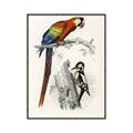 Picture of Feathered Friends _GroupedProduct_Rectangle_Portrait_Canvas_Framed_