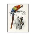 Picture of Feathered Friends _GroupedProduct_Rectangle_Portrait_Canvas_Framed_