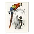 Picture of Feathered Friends _GroupedProduct_Rectangle_Portrait_Canvas_Framed_