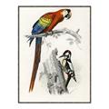 Picture of Feathered Friends _GroupedProduct_Rectangle_Portrait_Canvas_Framed_