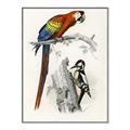 Picture of Feathered Friends _GroupedProduct_Rectangle_Portrait_Canvas_Framed_