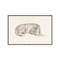 Picture of Tiger Time _GroupedProduct_Rectangle_Landscape_Canvas_Framed_