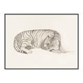 Picture of Tiger Time _GroupedProduct_Rectangle_Landscape_Canvas_Framed_