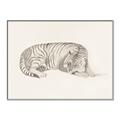 Picture of Tiger Time _GroupedProduct_Rectangle_Landscape_Canvas_Framed_