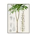 Picture of Palm Botanical _GroupedProduct_Rectangle_Portrait_Canvas_Framed_