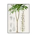 Picture of Palm Botanical _GroupedProduct_Rectangle_Portrait_Canvas_Framed_