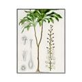 Picture of Palm Botanical _GroupedProduct_Rectangle_Portrait_Canvas_Framed_