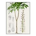 Picture of Palm Botanical _GroupedProduct_Rectangle_Portrait_Canvas_Framed_