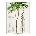 Picture of Palm Botanical _GroupedProduct_Rectangle_Portrait_Canvas_Framed_
