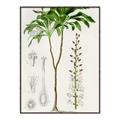 Picture of Palm Botanical _GroupedProduct_Rectangle_Portrait_Canvas_Framed_
