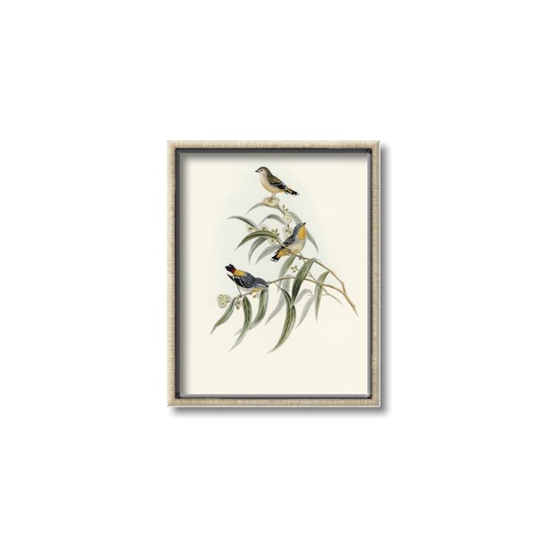 Picture of Paradlotus _GroupedProduct_Rectangle_Portrait_Canvas_Framed_