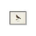 Picture of Wood Lark Bird _GroupedProduct_Rectangle_Landscape_Canvas_Framed_