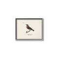 Picture of Wood Lark Bird _GroupedProduct_Rectangle_Landscape_Canvas_Framed_