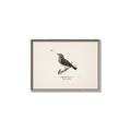 Picture of Wood Lark Bird _GroupedProduct_Rectangle_Landscape_Canvas_Framed_