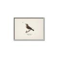 Picture of Wood Lark Bird _GroupedProduct_Rectangle_Landscape_Canvas_Framed_