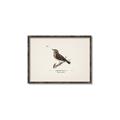 Picture of Wood Lark Bird _GroupedProduct_Rectangle_Landscape_Canvas_Framed_