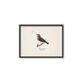 Picture of Wood Lark Bird _GroupedProduct_Rectangle_Landscape_Canvas_Framed_
