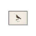 Picture of Wood Lark Bird _GroupedProduct_Rectangle_Landscape_Canvas_Framed_