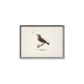 Picture of Wood Lark Bird _GroupedProduct_Rectangle_Landscape_Canvas_Framed_