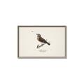 Picture of Wood Lark Bird _GroupedProduct_Rectangle_Landscape_Canvas_Framed_