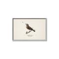 Picture of Wood Lark Bird _GroupedProduct_Rectangle_Landscape_Canvas_Framed_
