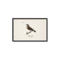 Picture of Wood Lark Bird _GroupedProduct_Rectangle_Landscape_Canvas_Framed_
