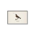Picture of Wood Lark Bird _GroupedProduct_Rectangle_Landscape_Canvas_Framed_