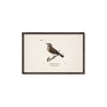 Picture of Wood Lark Bird _GroupedProduct_Rectangle_Landscape_Canvas_Framed_