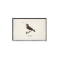 Picture of Wood Lark Bird _GroupedProduct_Rectangle_Landscape_Canvas_Framed_