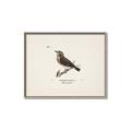 Picture of Wood Lark Bird _GroupedProduct_Rectangle_Landscape_Canvas_Framed_