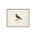 Picture of Wood Lark Bird _GroupedProduct_Rectangle_Landscape_Canvas_Framed_