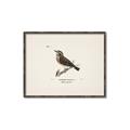 Picture of Wood Lark Bird _GroupedProduct_Rectangle_Landscape_Canvas_Framed_