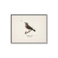Picture of Wood Lark Bird _GroupedProduct_Rectangle_Landscape_Canvas_Framed_
