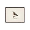 Picture of Wood Lark Bird _GroupedProduct_Rectangle_Landscape_Canvas_Framed_