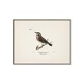 Picture of Wood Lark Bird _GroupedProduct_Rectangle_Landscape_Canvas_Framed_