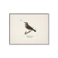 Picture of Wood Lark Bird _GroupedProduct_Rectangle_Landscape_Canvas_Framed_
