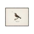 Picture of Wood Lark Bird _GroupedProduct_Rectangle_Landscape_Canvas_Framed_