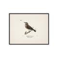 Picture of Wood Lark Bird _GroupedProduct_Rectangle_Landscape_Canvas_Framed_