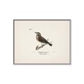 Picture of Wood Lark Bird _GroupedProduct_Rectangle_Landscape_Canvas_Framed_