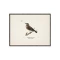 Picture of Wood Lark Bird _GroupedProduct_Rectangle_Landscape_Canvas_Framed_